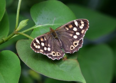 Speckled Wood female - Coverdale 24.04.2022