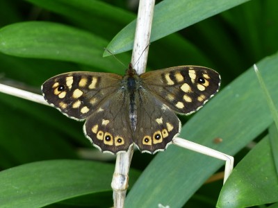 Speckled Wood male - Coverdale 30.03.2019