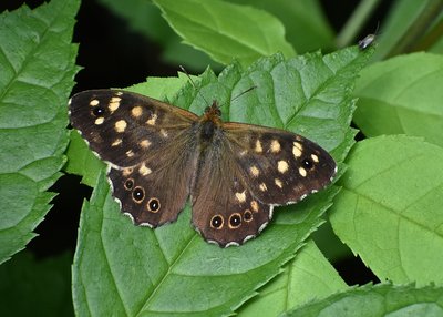 Speckled Wood male - Coverdale 20.07.2019
