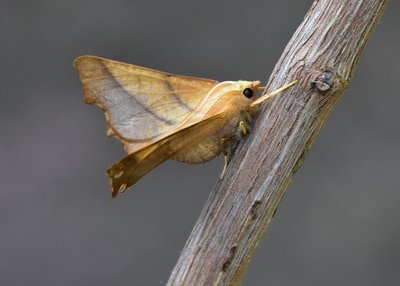 Dusky Thorn - I usually get a couple of these each year.