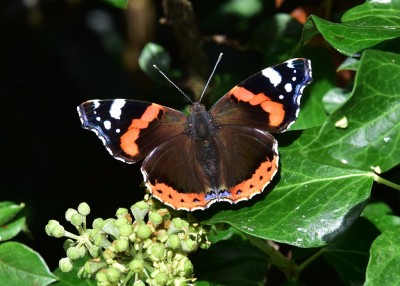 Red Admiral - 18.09.2023