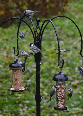 Half a dozen Blue Tits and a Great Tit - Coverdale 09.11.2019