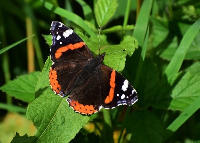 Red Admiral - Snitterfield Bushes 22.06.2020