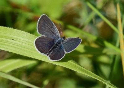Small Blue - Bishops Hill 20.05.2024