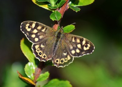 Speckled Wood male - Coverdale 24.04.2020