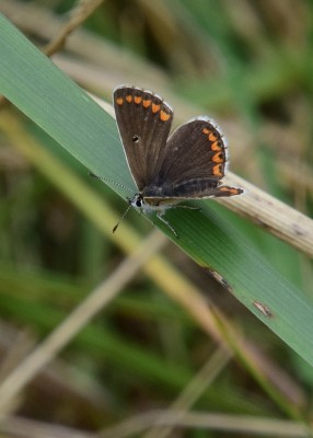 Brown Argus - Osmington 03.09.2024