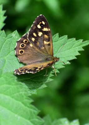 Speckled Wood - Sheldon Country Park 02.06.2020