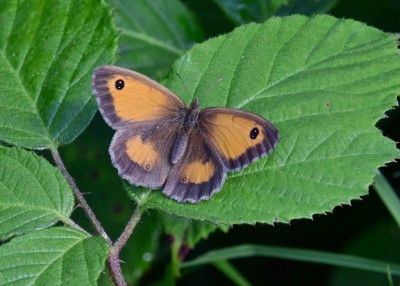 Gatekeeper female - Langley Hall 26.07.2024