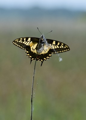 Swallowtail - Hickling Broad 14.06.2023