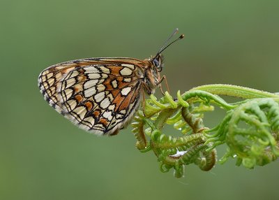 Heath Fritillary - Haddon Hill 23.06.2019