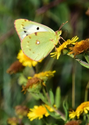 Clouded Yellow female helice - Thorney Island 05.09.2022