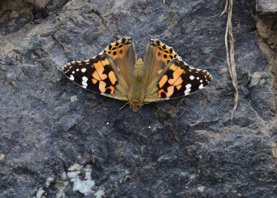 Painted Lady - path from Lizard Village to the lighthouse 06.08.2024