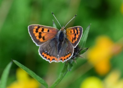 Small Copper - Blythe Valley 24.07.2020