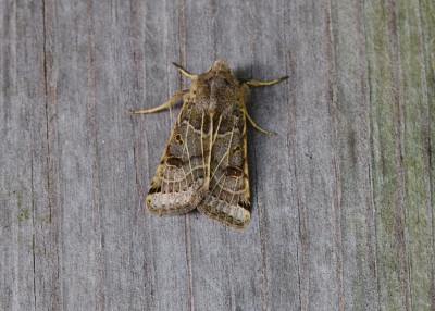 Lunar Underwing - Coverdale 25.09.2021
