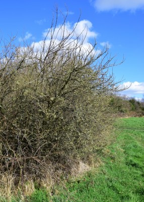 Most of the Blackthorn here still looks like this.