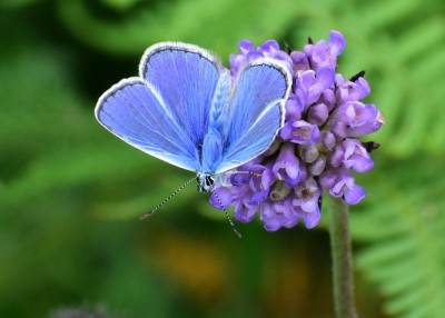 Common Blue - Enys head 06.08.2020