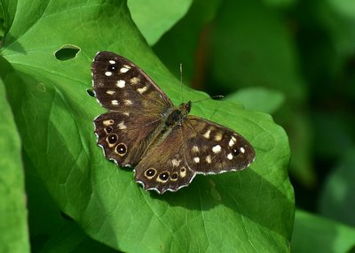 Speckled Wood male - Langley Hall 30.08.2019