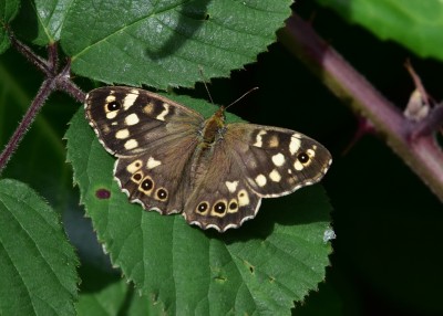 Speckled Wood female - Coverdale 26.08.2024