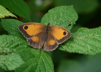 Gatekeeper female - Langley Hall 02.08.2024