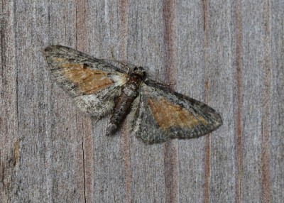Tawny Speckled Pug - Coverdale 13.08.2020