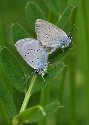 Small Blues - Bishops Hill 03.06.2021