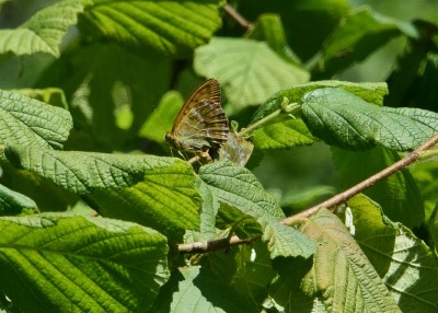 Silver-washed Fritillary pair - Snitterfield 17.07.2024