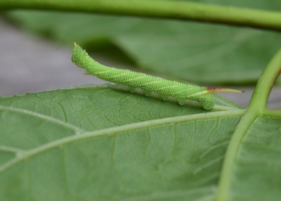 Lime Hawk-moth larva - Coverdale 23.06.2023