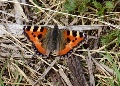 Small Tortoiseshell - Wagon Lane 10.04.2022