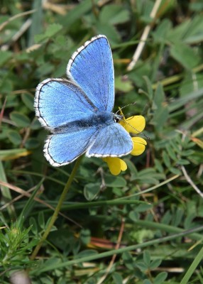 Adonis Blue - OWH 06.06.2022