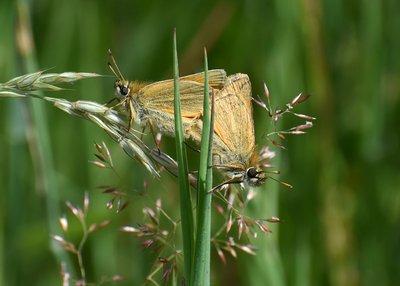 Small Skipper pair in cop. - Langley Hall 12.07.2019