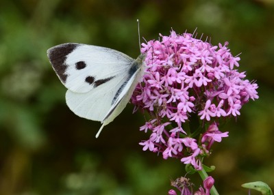 Large White female - Lulworth Cove 04.09.2024