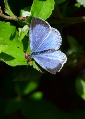 Holly Blue female - Coverdale 16.05.2022