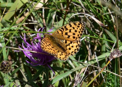 Dark Green Fritillary male - Kynance Cove 06.08.2024