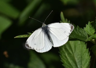 Green-veined White - Coverdale 12.07.2019