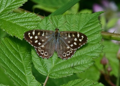 Speckled Wood - Langley Hall 21.06.2024