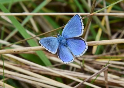 Adonis Blue - Osmington 03.09.2024