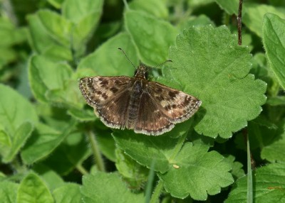 Dingy Skipper - Old Winchester Hill 13.05.2023