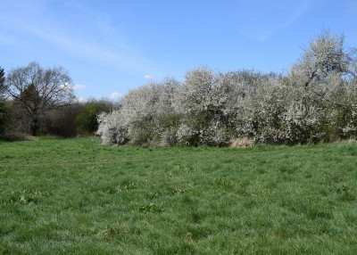 First stand of Blackthorn - Wagon Lane 13.04.2021