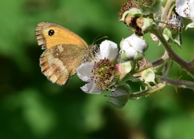 Gatekeeper female - Langley Hall 02.08.2024