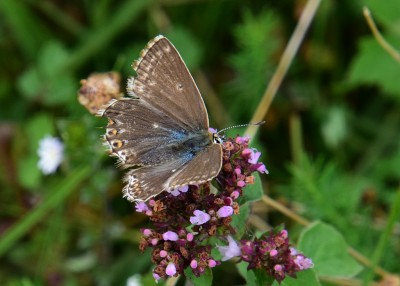Chalk Hill Blue female - Old Winchester Hill 30.08.2021