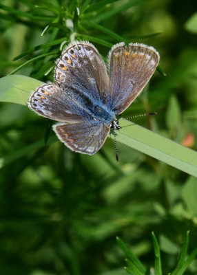 Common Blue female - Sheldon Country Park 07.06.2023