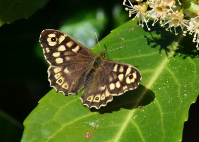 Speckled Wood female - Coverdale 26.07.2021
