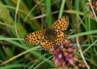 Small Pearl-bordered Fritillary - Enys Head 05.08.2024