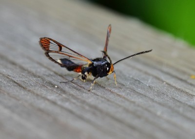 Red-tipped Clearwing - Coverdale 08.06.2021