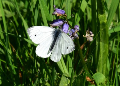 Green-veined White male - Coverdale 30.05.2021