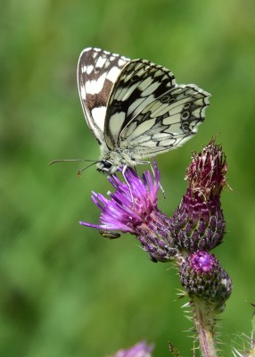 Marbled White - Blythe Valley 07.07.2021