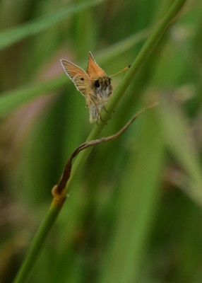 Essex Skipper - Wagon Lane 13.07.2024