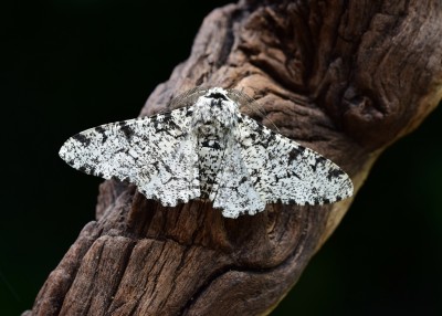 Peppered Moth - Coverdale 26.06.2020