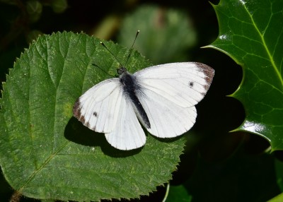Green-veined White male - Coverdale 10.08.2021
