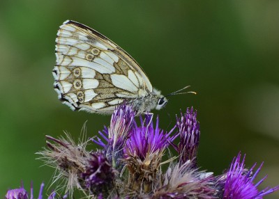 Marbled White female - Bickenhill 02.07.2020